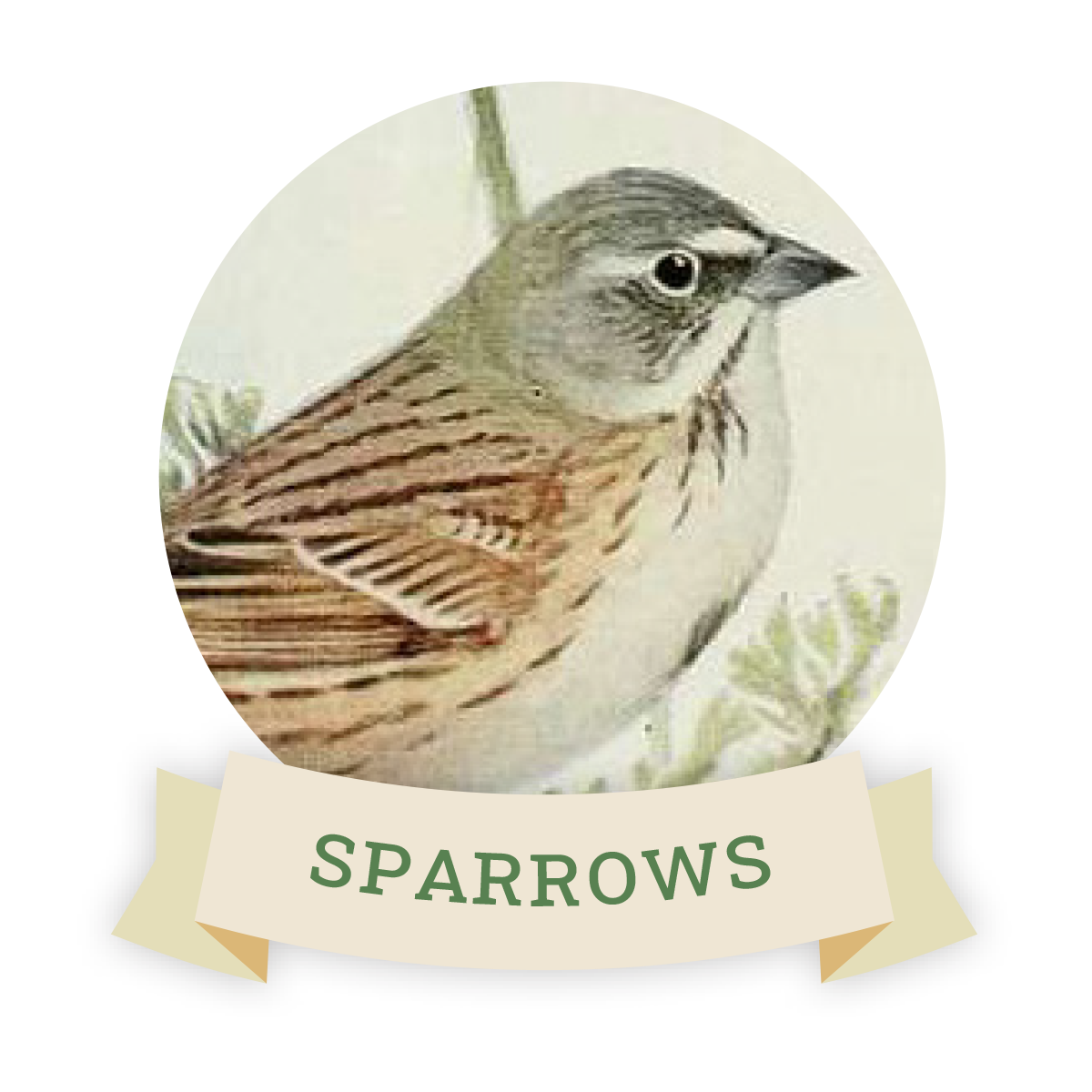 Image of a sparrow. Links to sparrow favorite food and feeders.