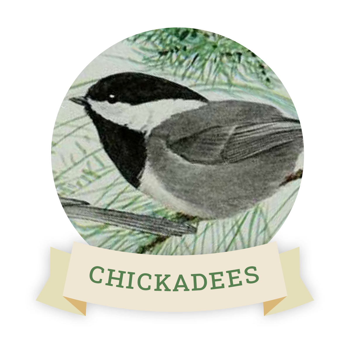 Image of a chickadee. Links to chickadee favorite food and feeders.
