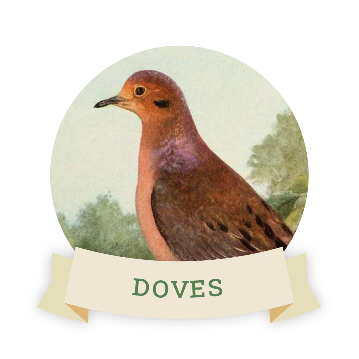 Image of a dove Links to dove favorite food and feeders.