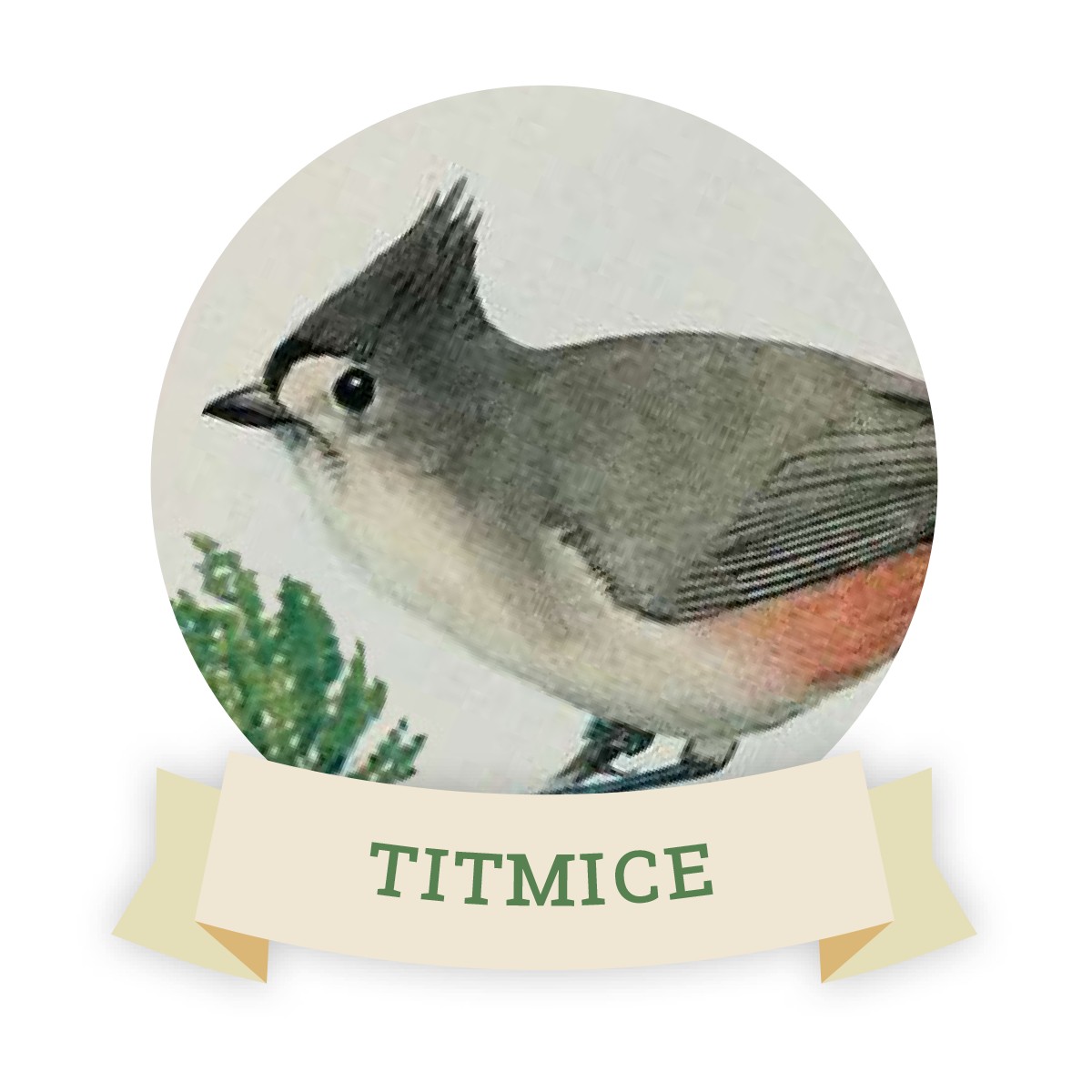 Image of a titmouse. Links to titmouse favorite food and feeders.
