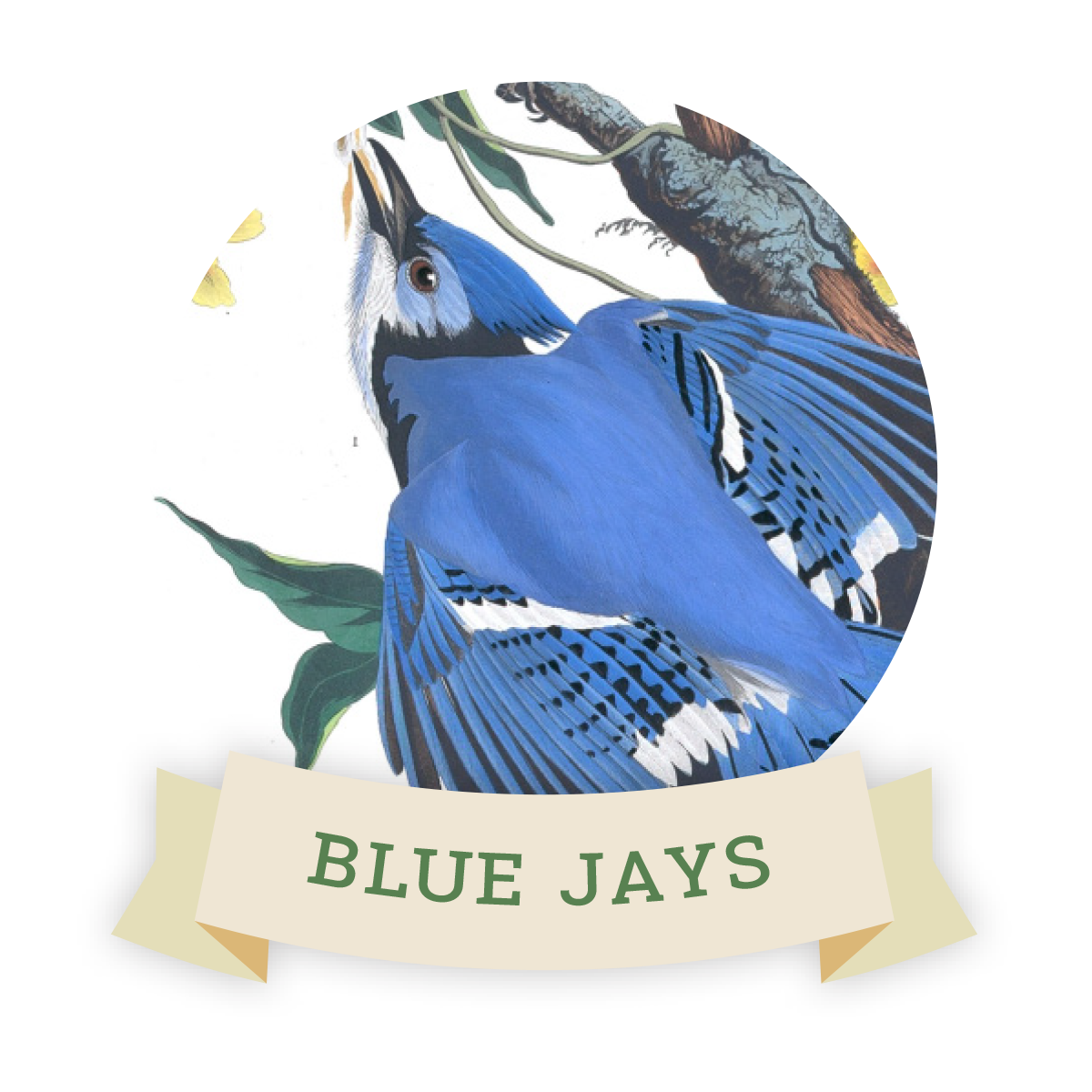 Image of a blue jay. Links to blue jay favorite food and feeders.