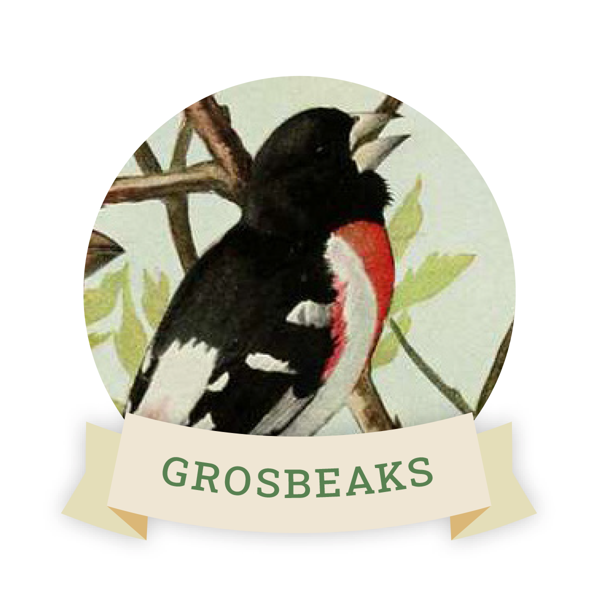 Image of a grosbeak. Links to grosbeak favorite food and feeders.