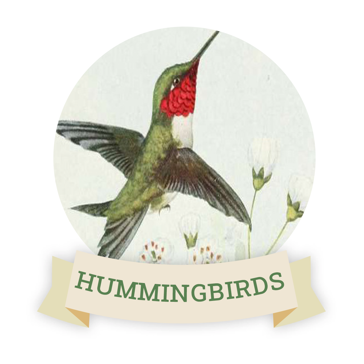Image of a hummingbird. Links to hummingbird favorite food and feeders.