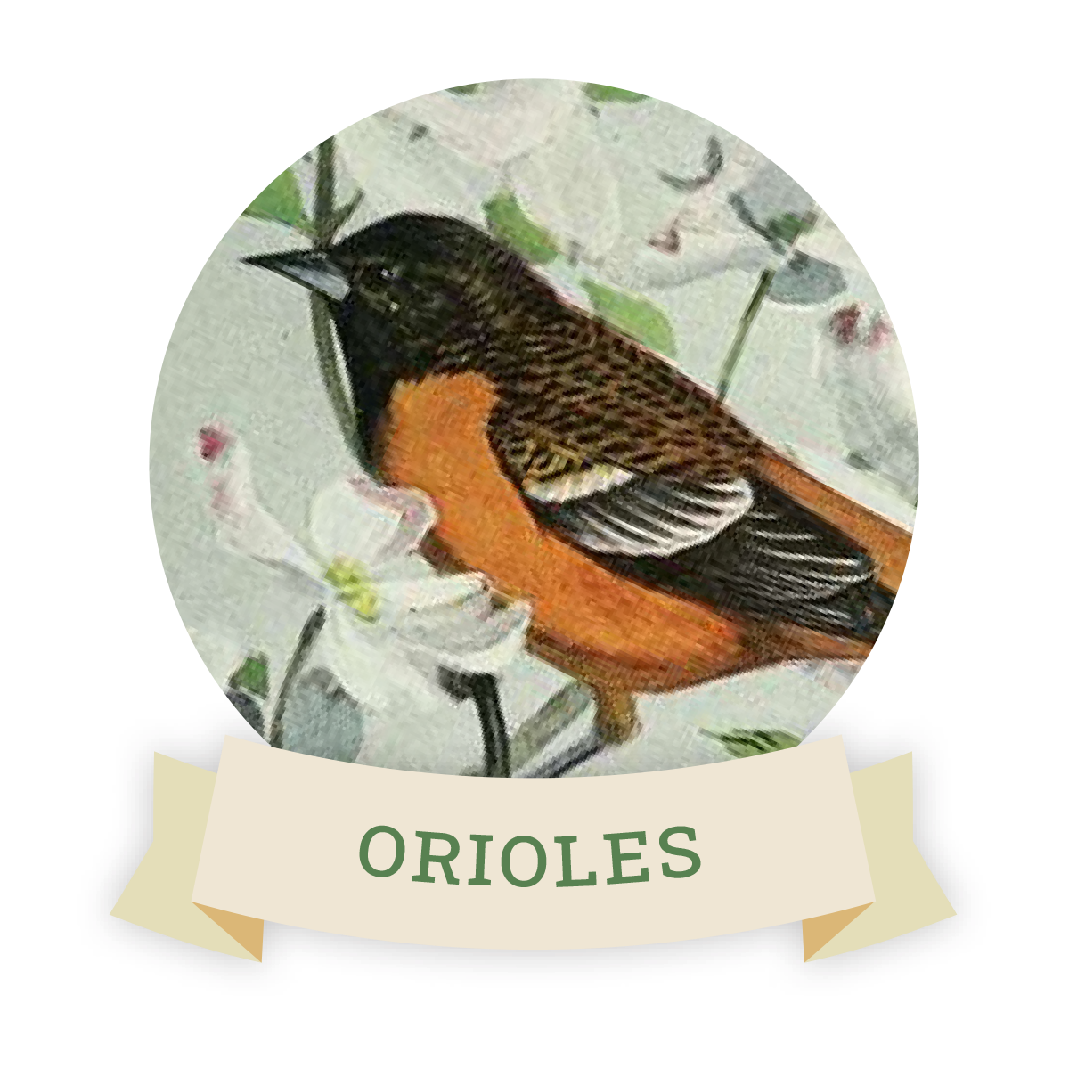 Image of a oriole. Links to oriole favorite food and feeders.