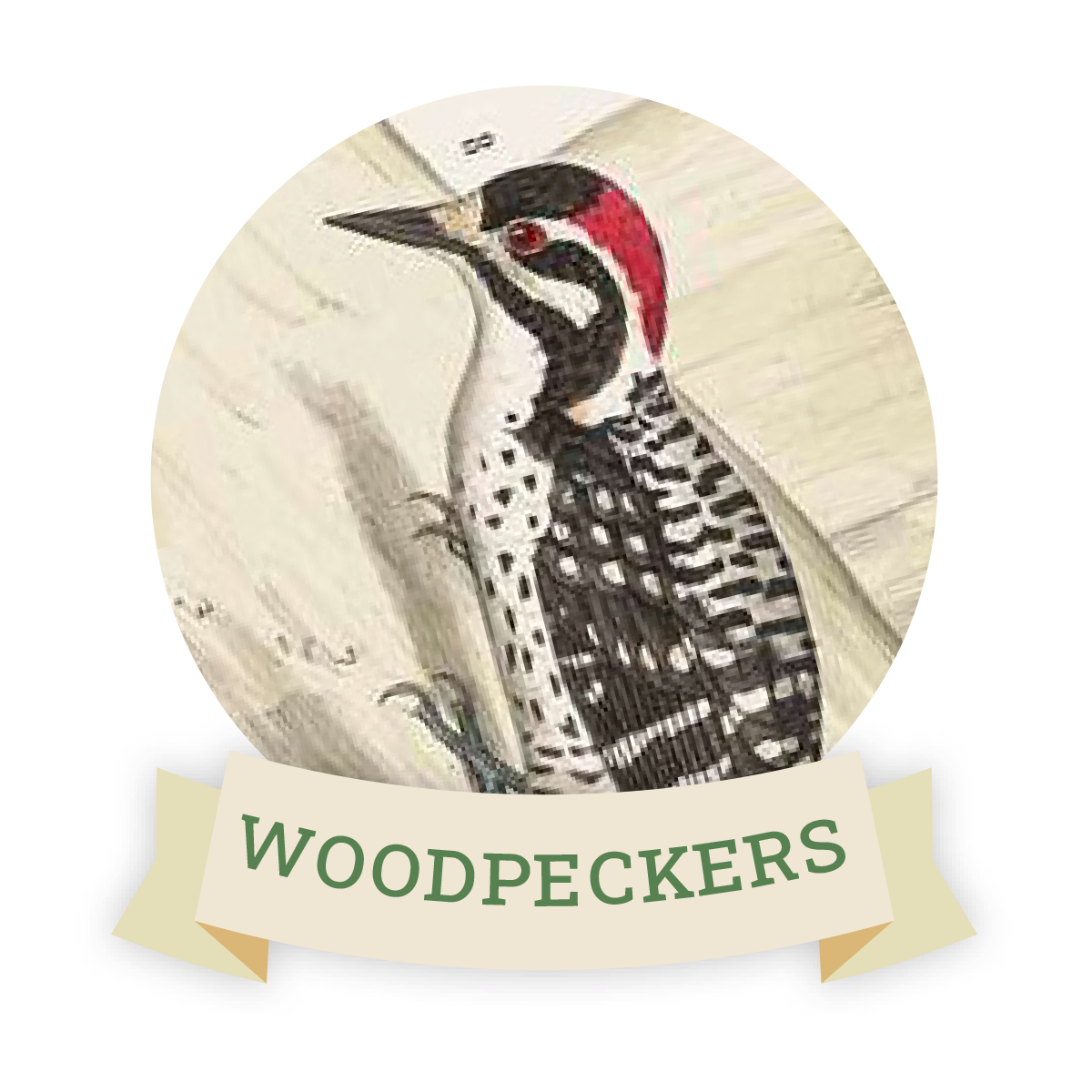 Image of a woodpecker. Links to woodpecker favorite food and feeders.