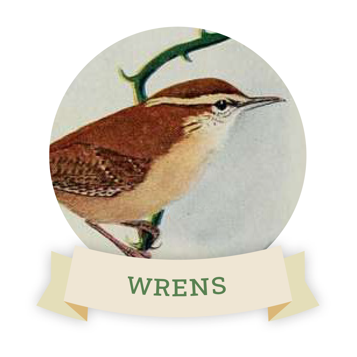 Image of a wren. Links to wren favorite food and feeders.