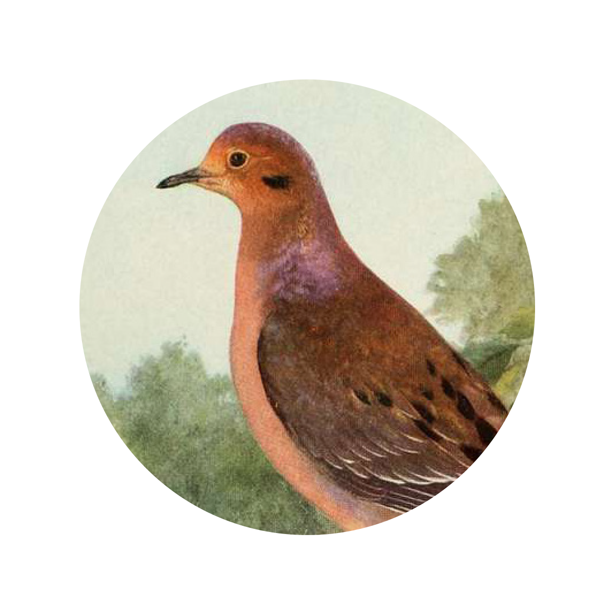 The Ultimate Backyard Bird Feeding Guide Tractor Supply Co. Tractor