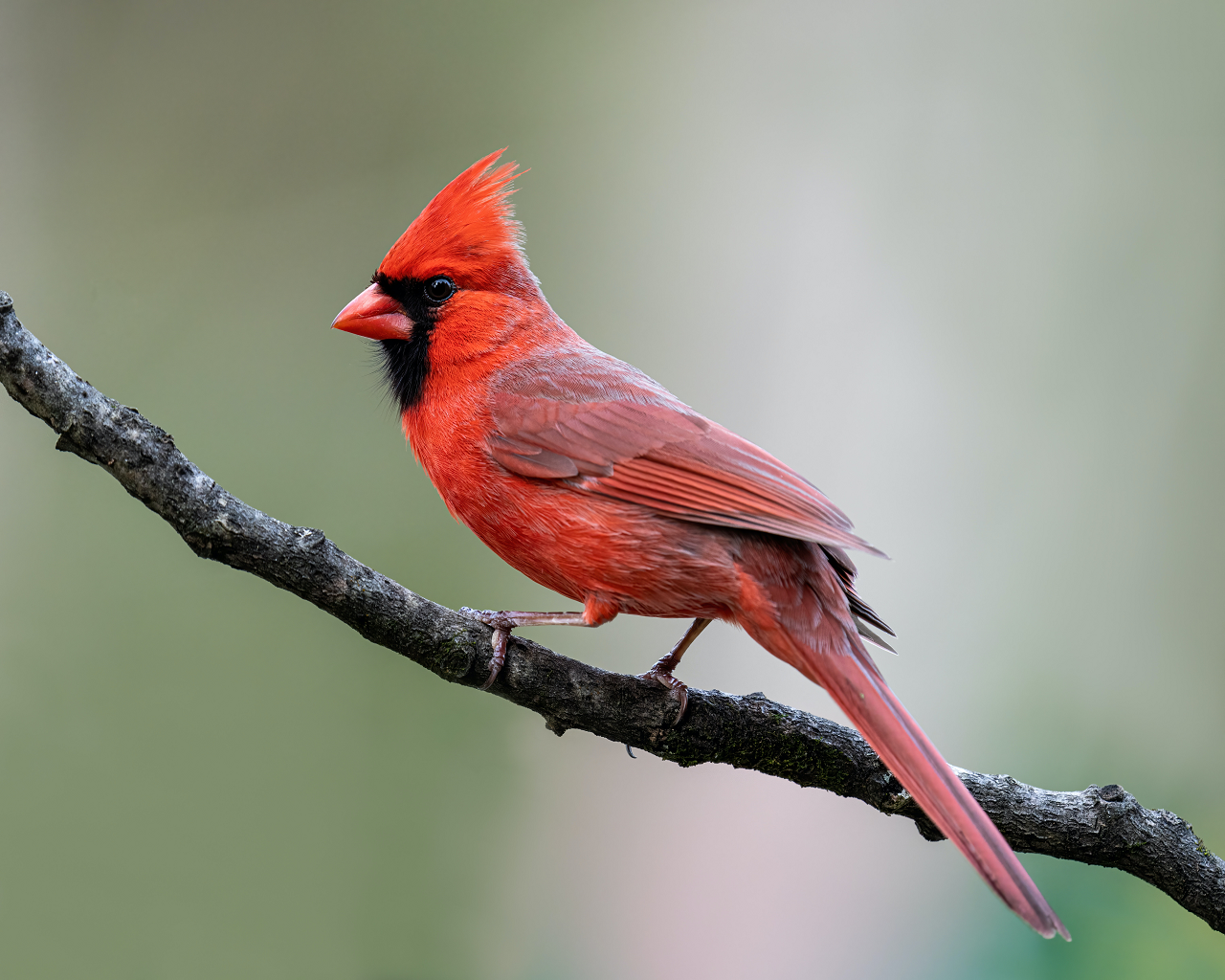 Image of a male cardinal sitting on a branch.