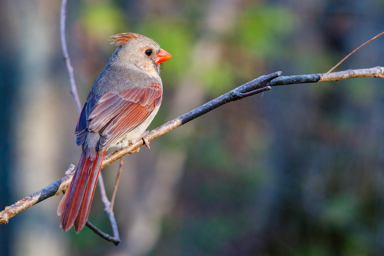 Image of a female cardinal on a branch.