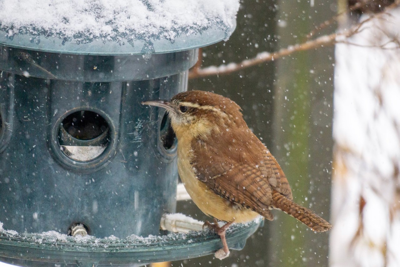 Five Tips for Feeding Birds This Winter
