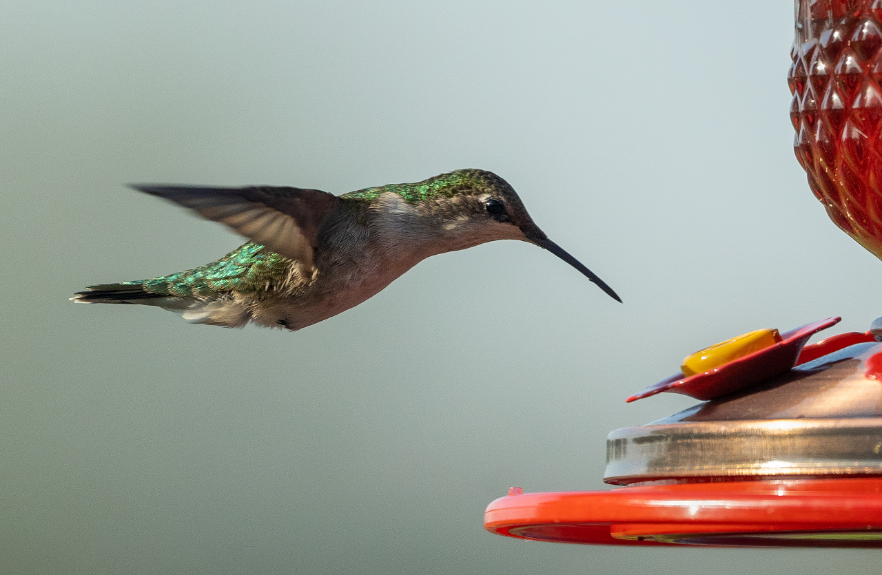Image of a hummingbird flying around a hummingbird feeder.