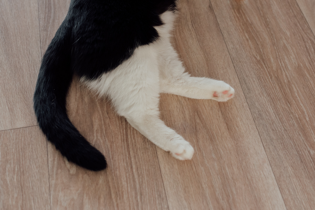 Cat lying wood floor, with relaxed tail.