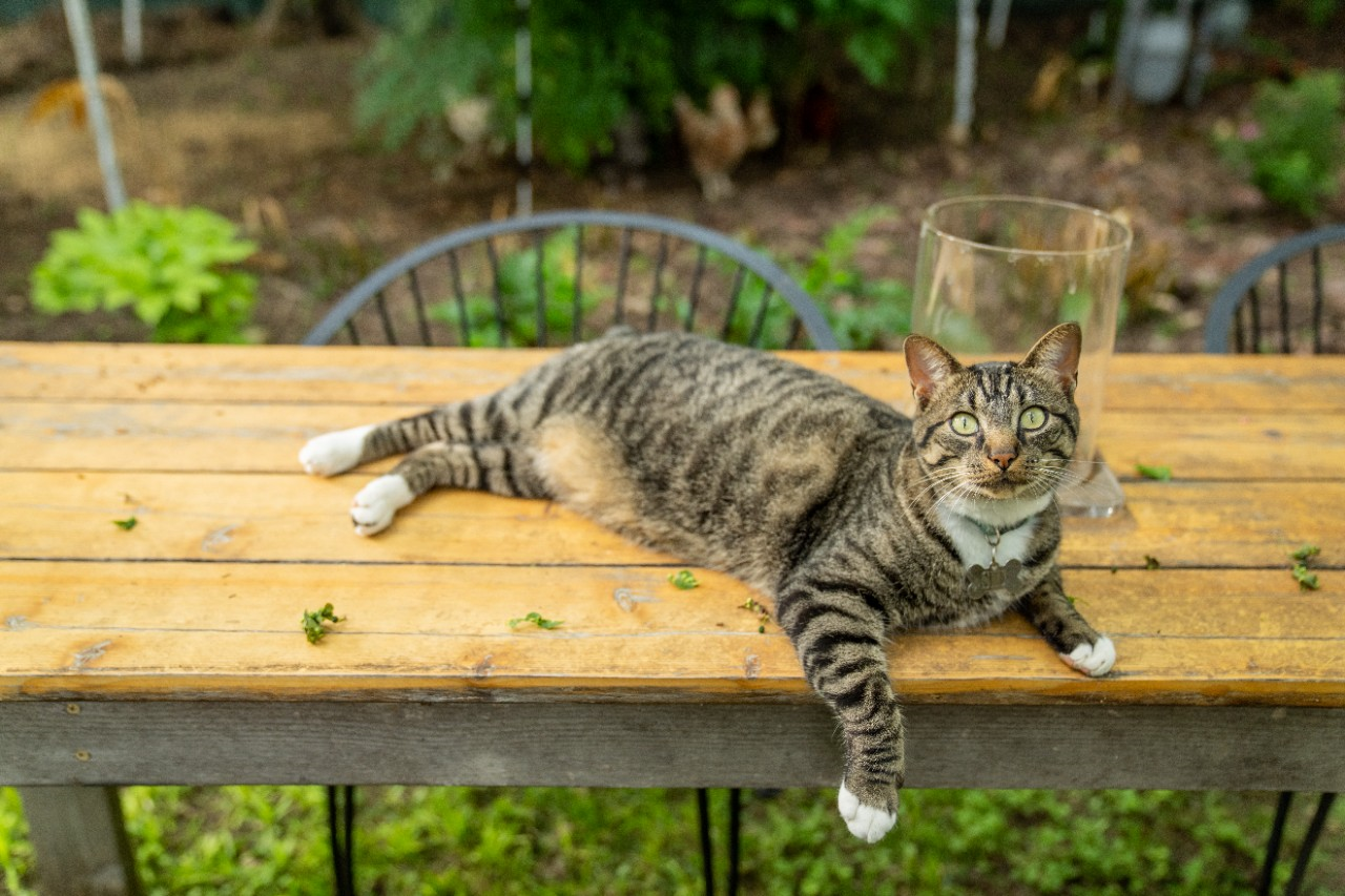 Image of a cat laying on a table.