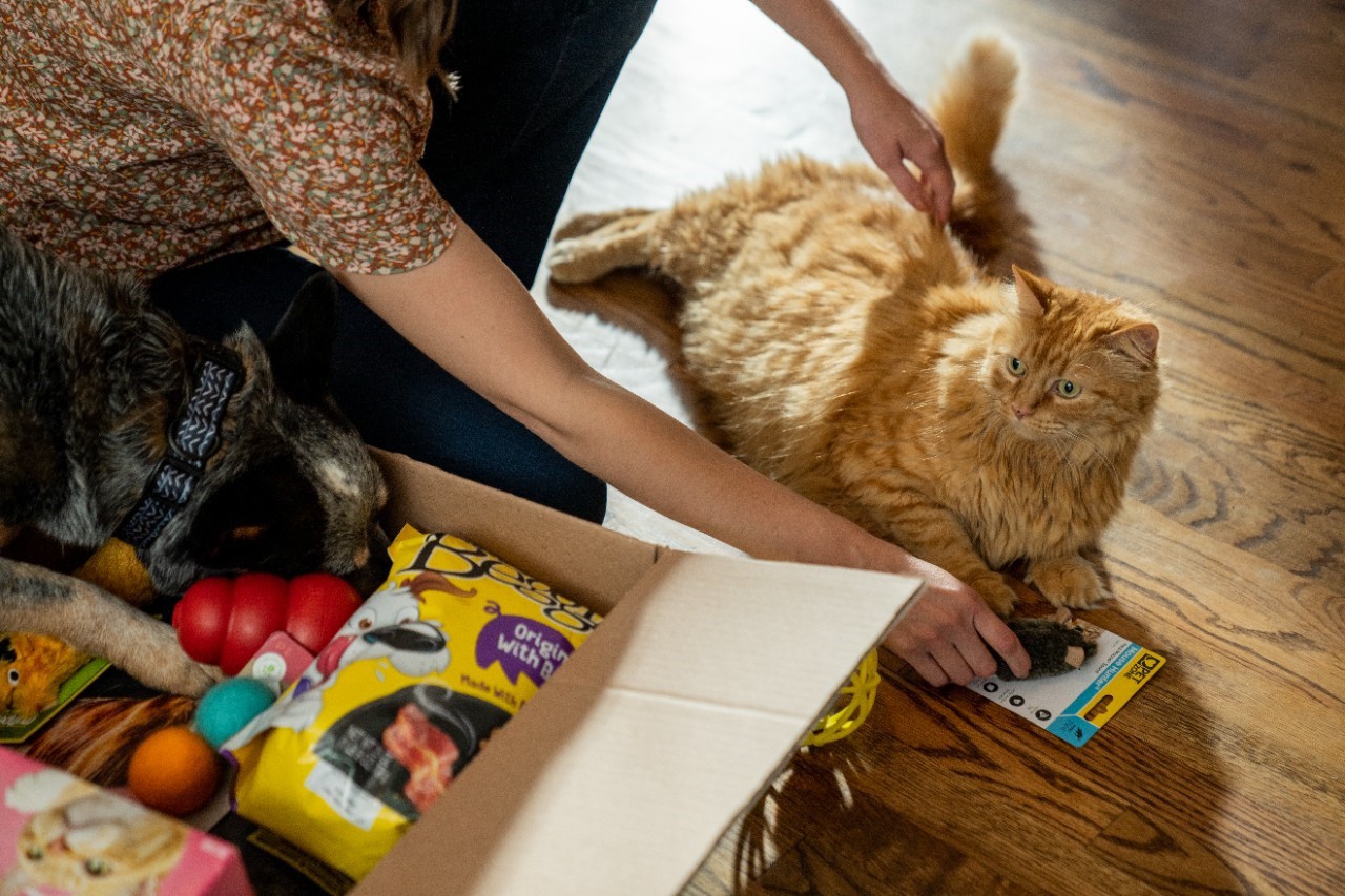 Image of a cat next to a box of toys.