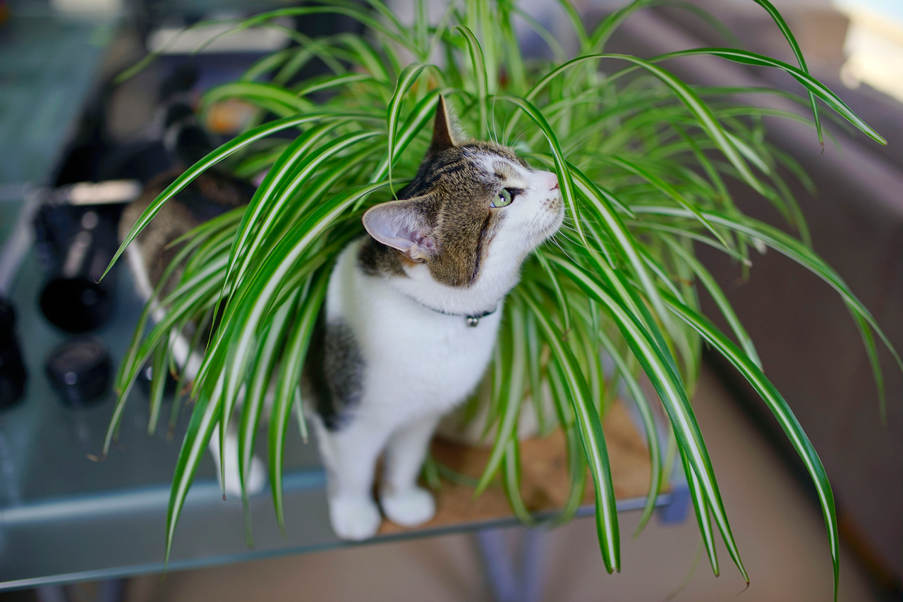 Image of a cat underneath a plant.