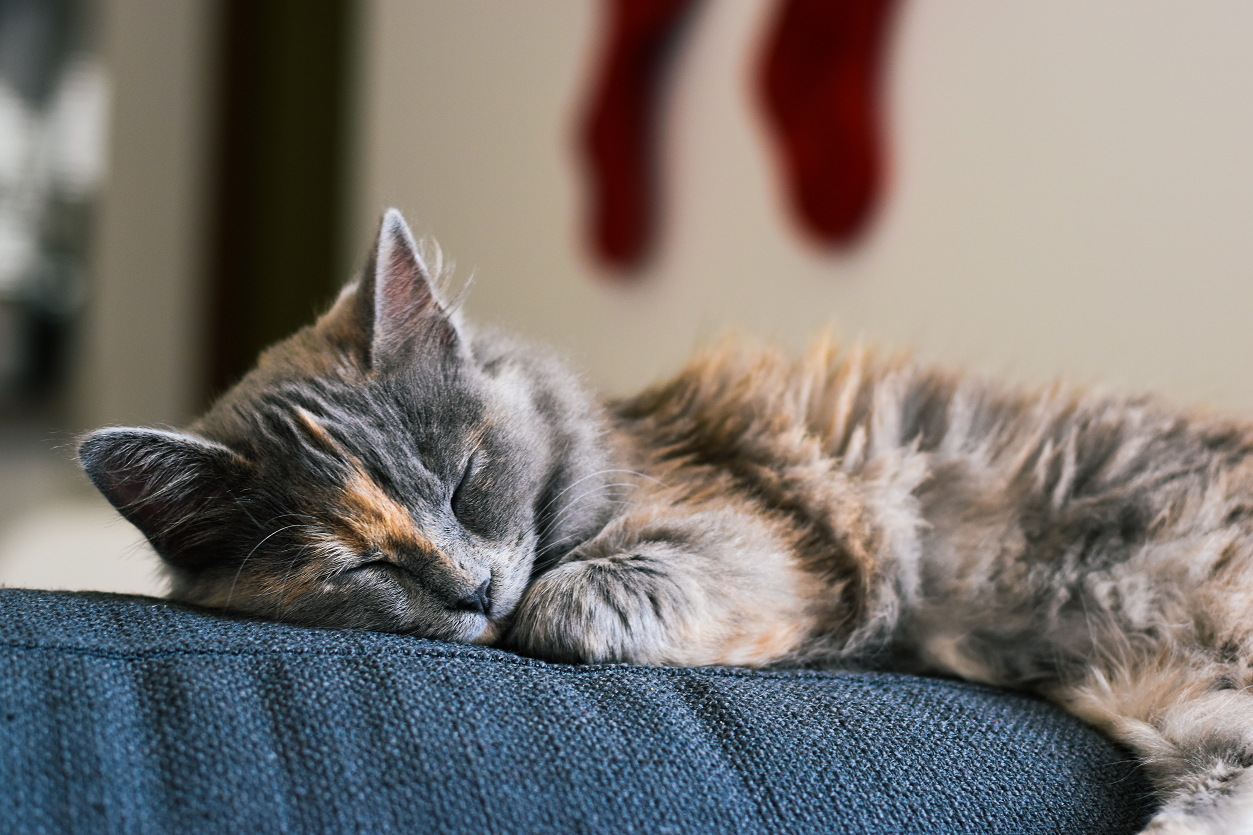 Image of a grey cat sleeping on the couch.