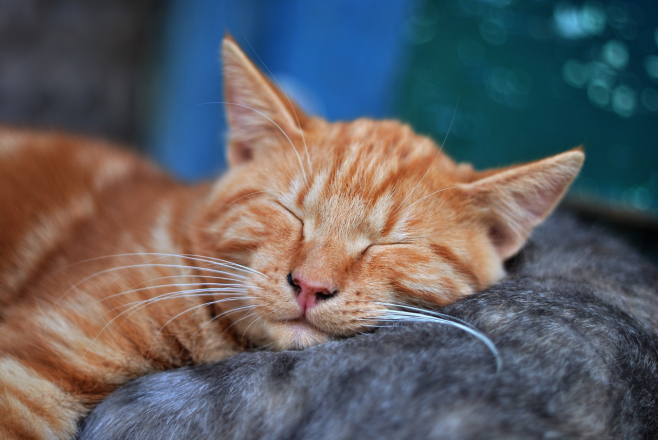 Image of an orange cat sleeping.