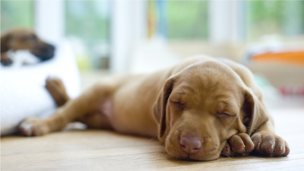 How to Get Puppies to Sleep Through the Night | Tractor Supply Co.