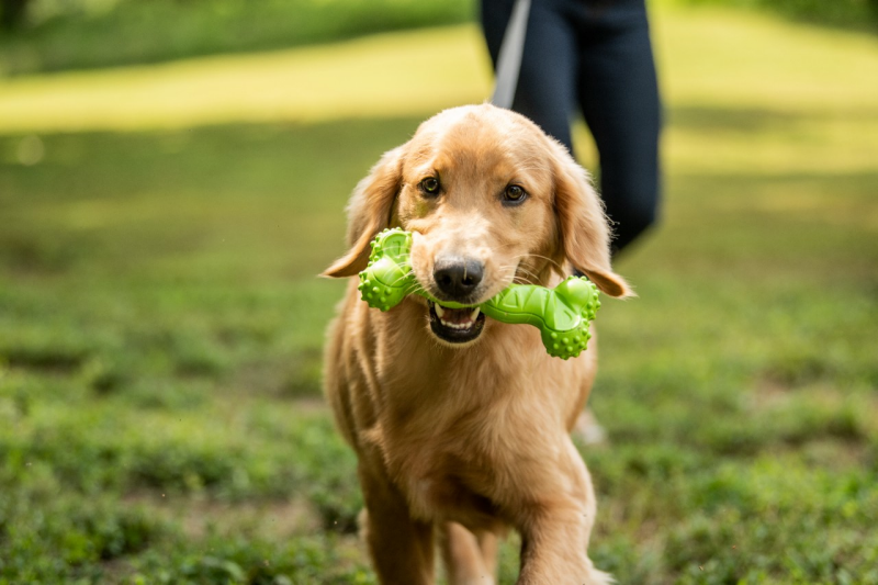 Image of a dog with a dental toy in mouth.