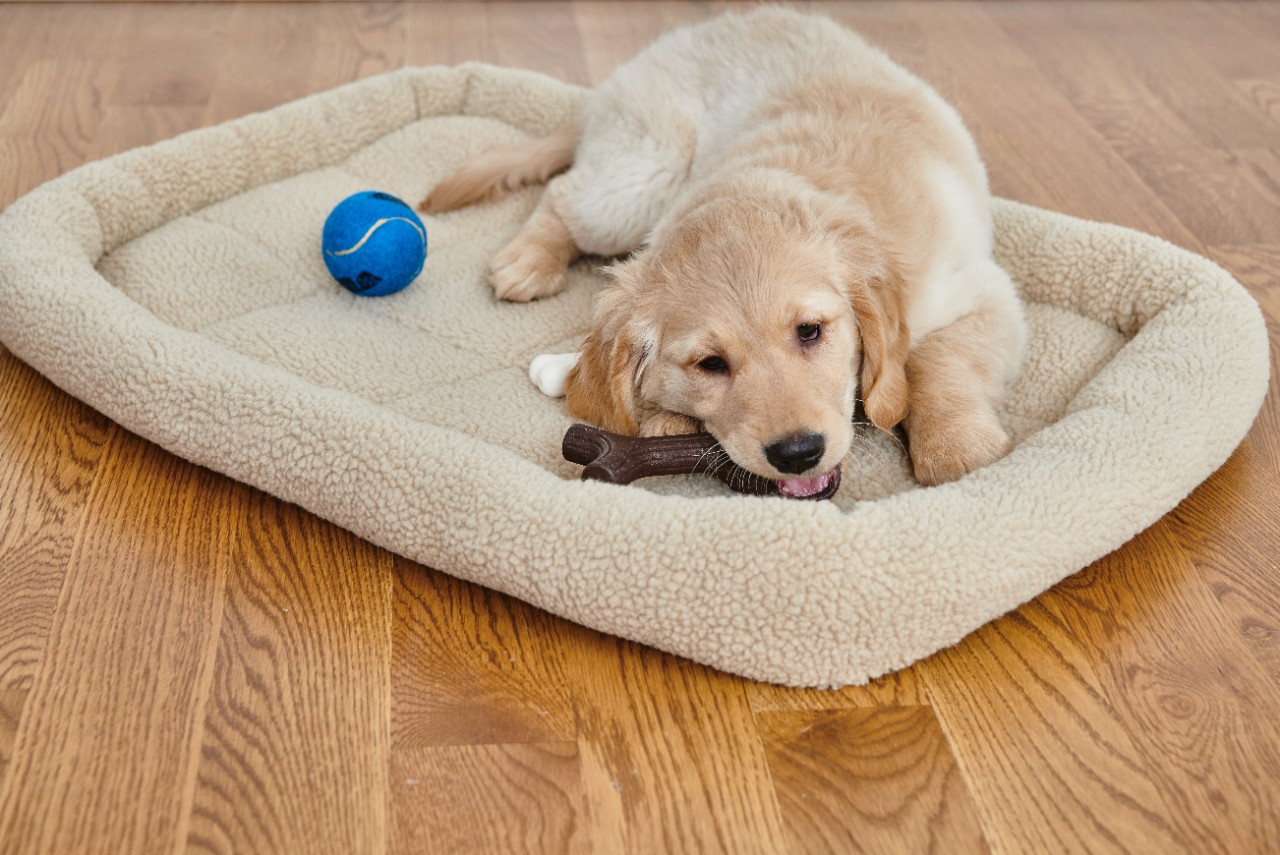 Image of a puppy chewing a dental bone.