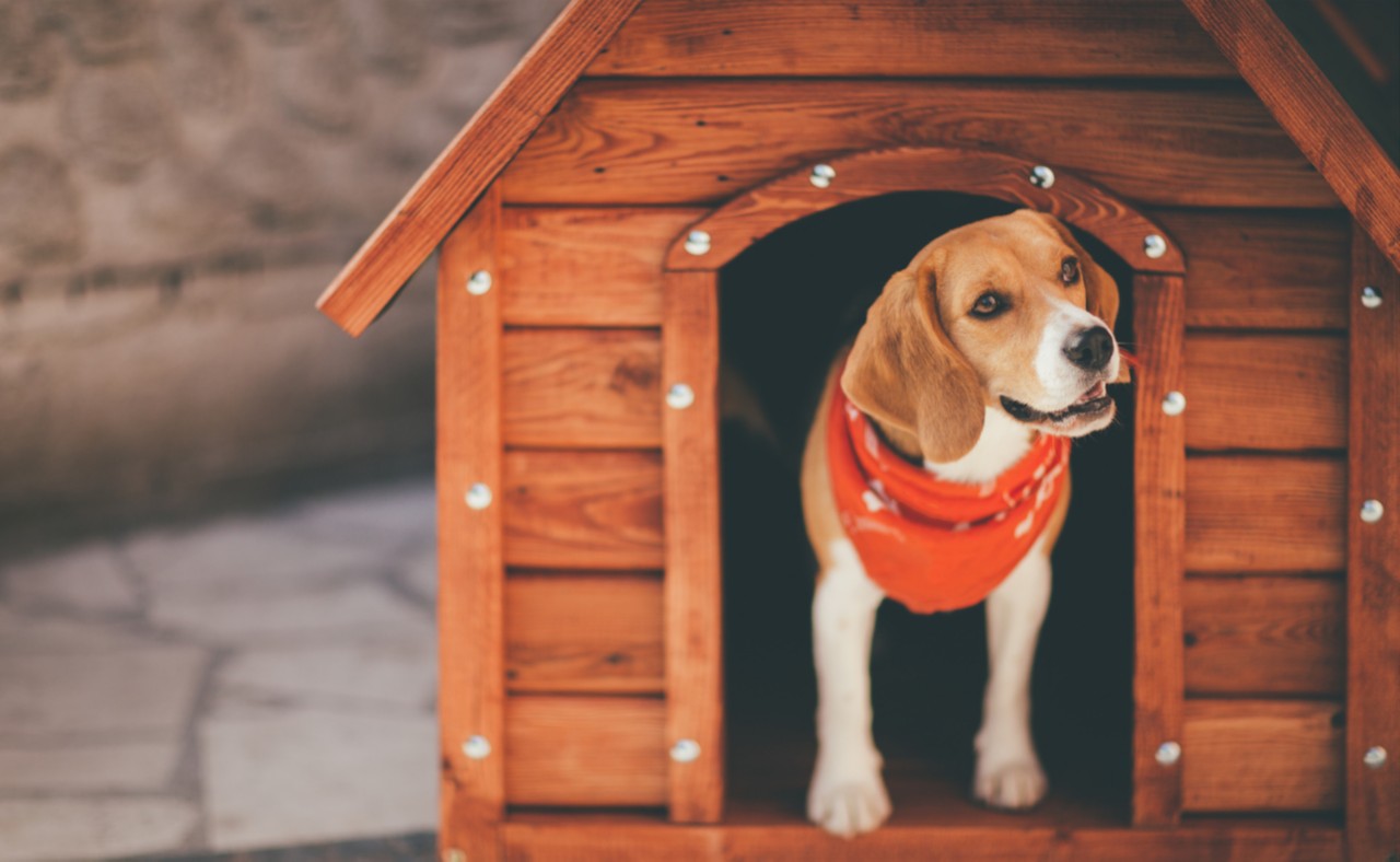 Dog Housing Guide