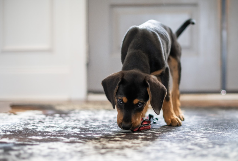 Image of a puppy on a black mat.