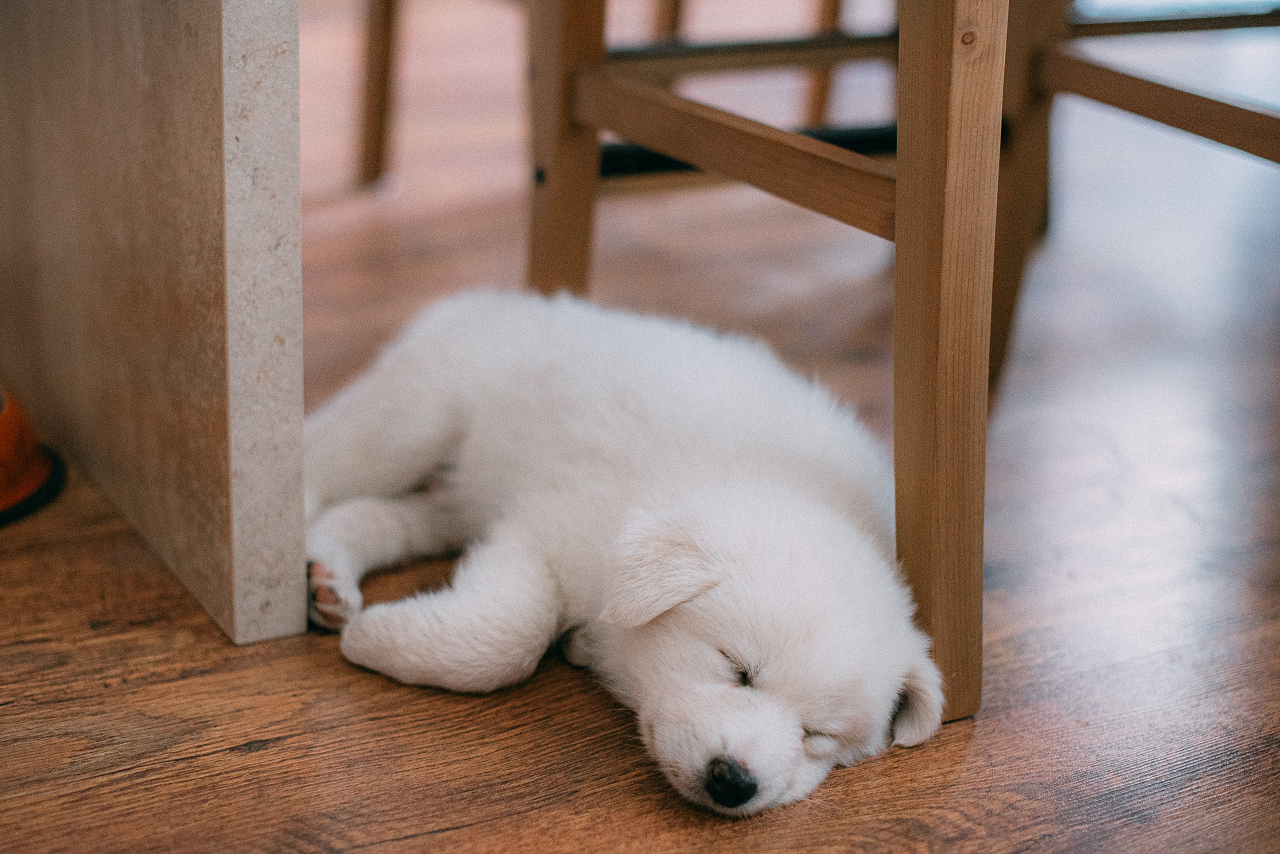 Image of a puppy sleeping on a wood floor.