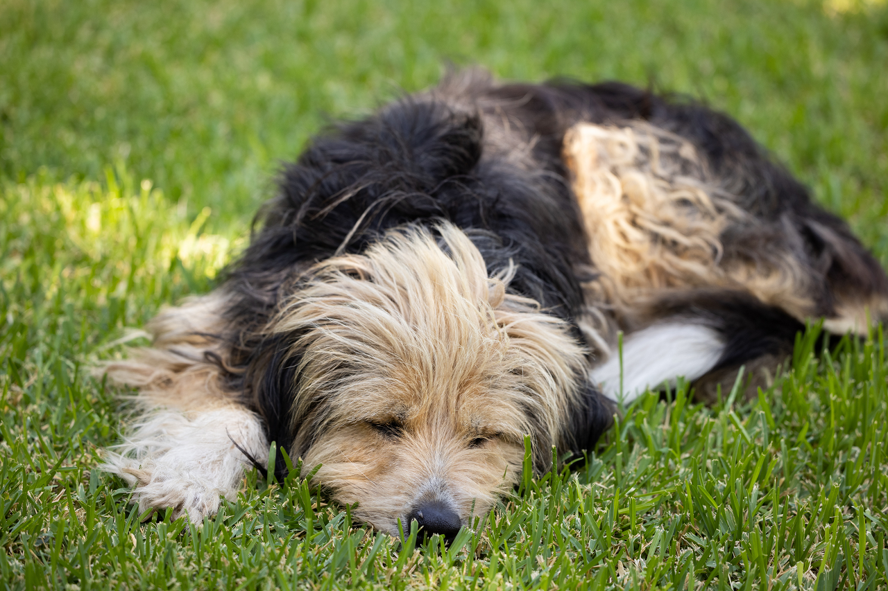 Image of a dog sleeping on grass.