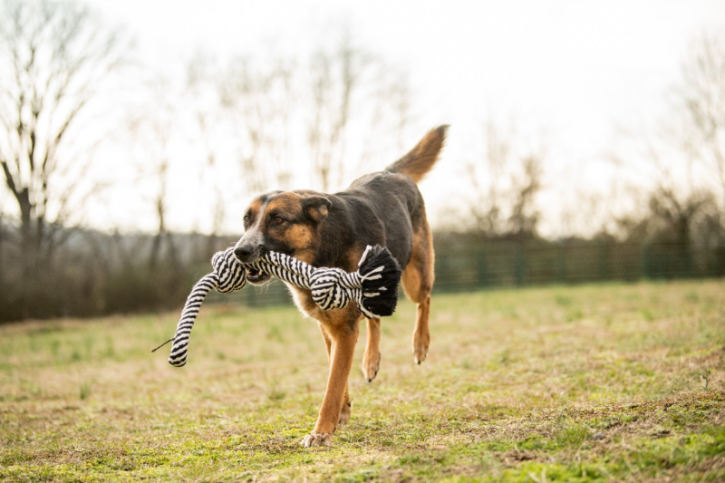 Image a dog running with a rope toy.
