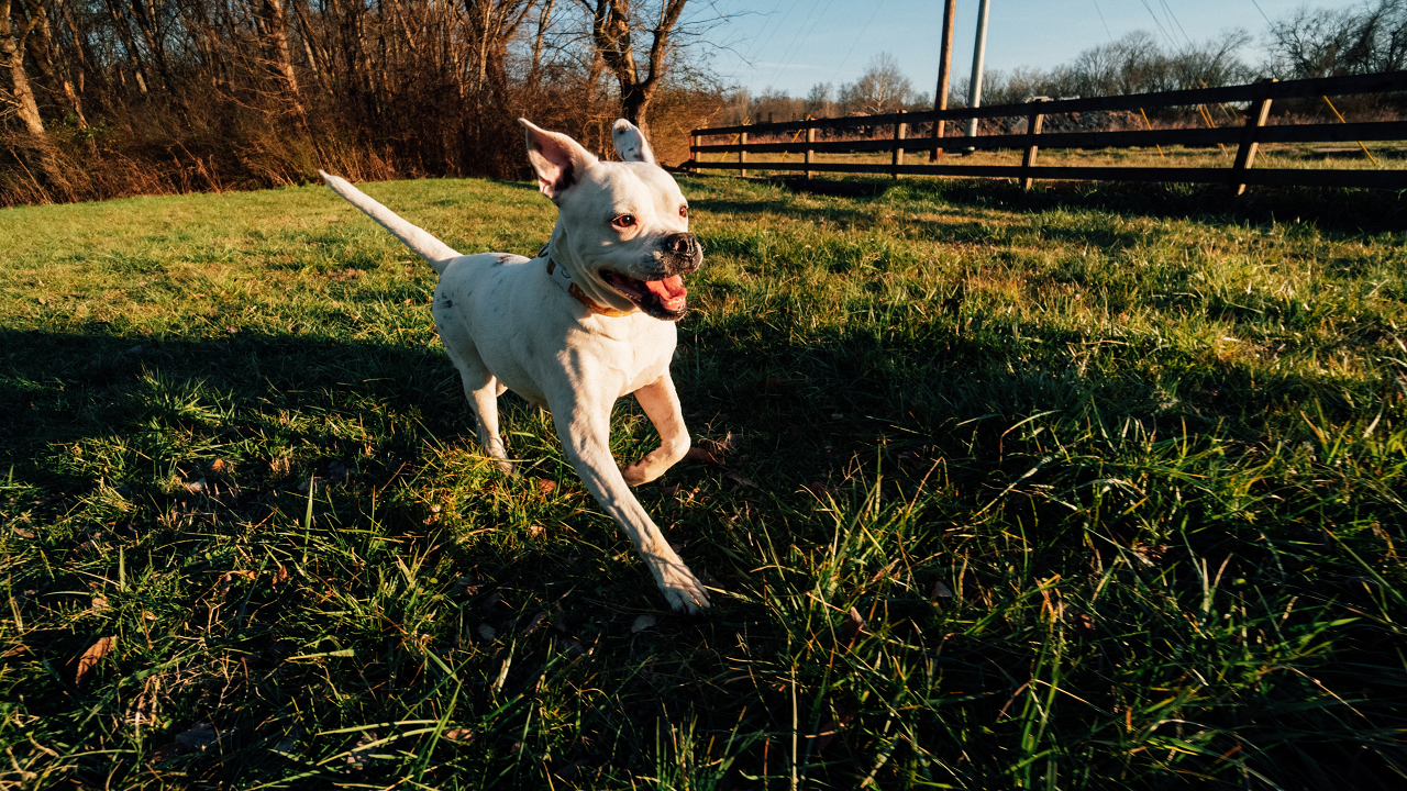 Image of a dog running in a fenced in yard.