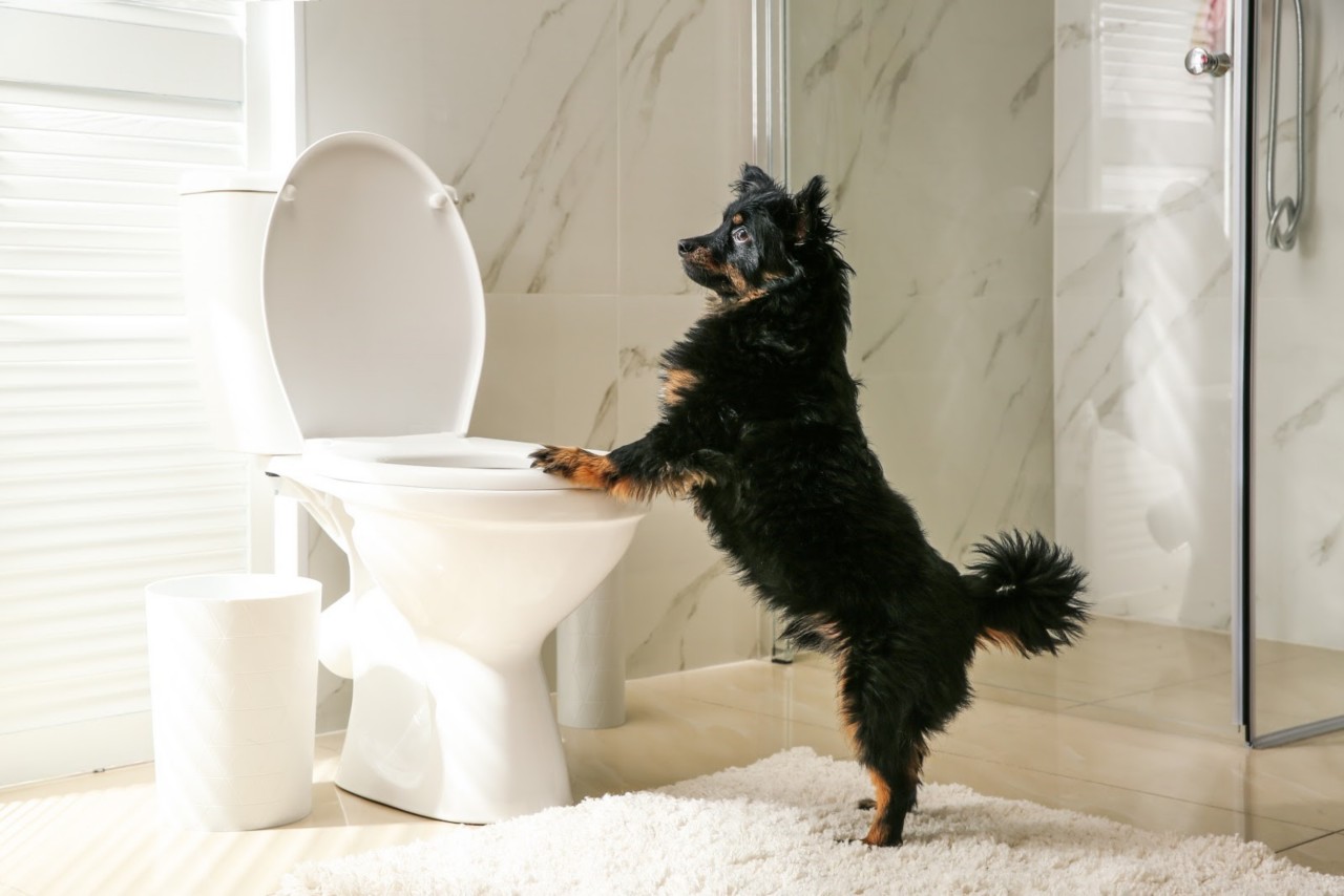 How to Potty Train your Dog or Puppy: Tips for New Pet Owners