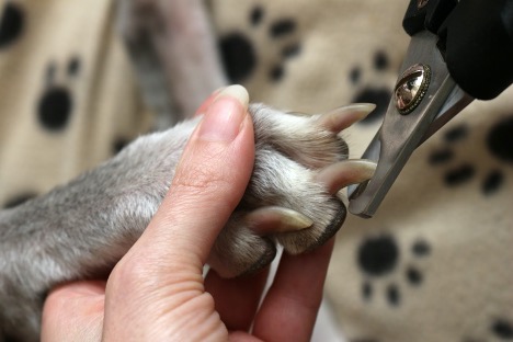 How to Safely Trim Your Dog’s Nails