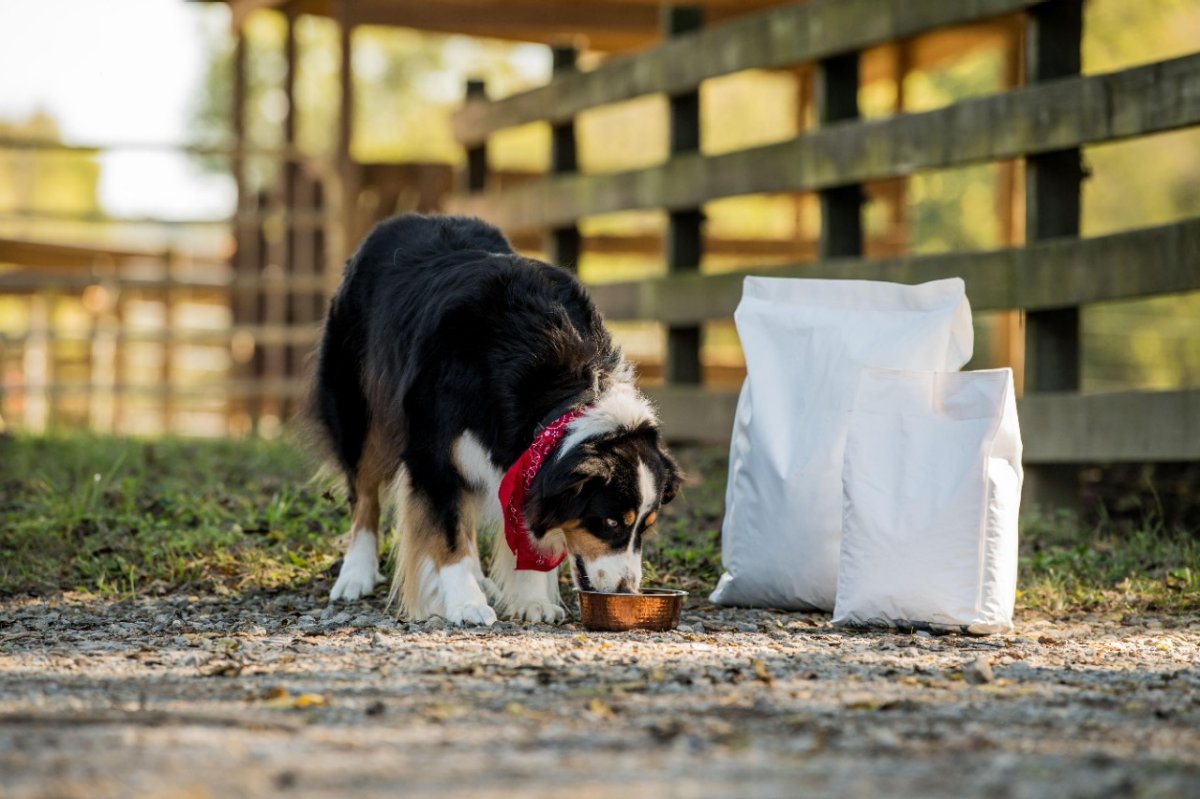 Premium Dog Food