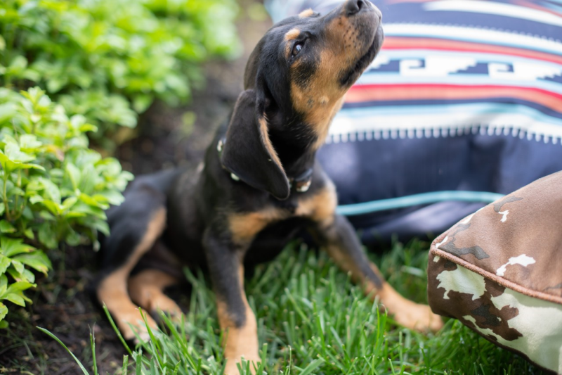 Foster dog howling in grass next to MuttNation products.