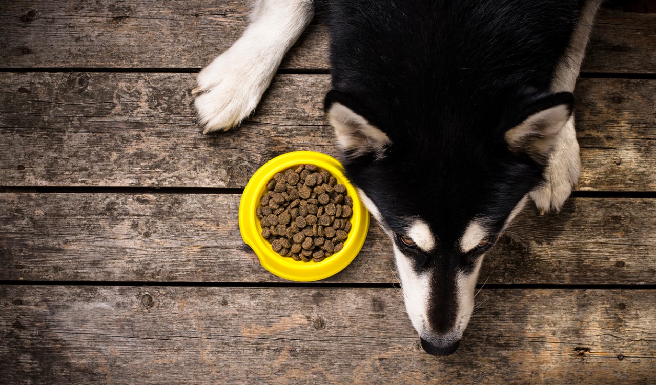 Dog Food for Dogs with a Sensitive Stomach: Specialty Diet Series