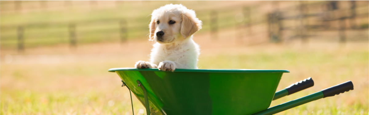 tractor supply puppy