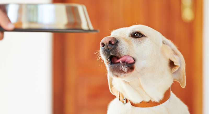 Understanding the Benefits of Fresh and Frozen Dog Food