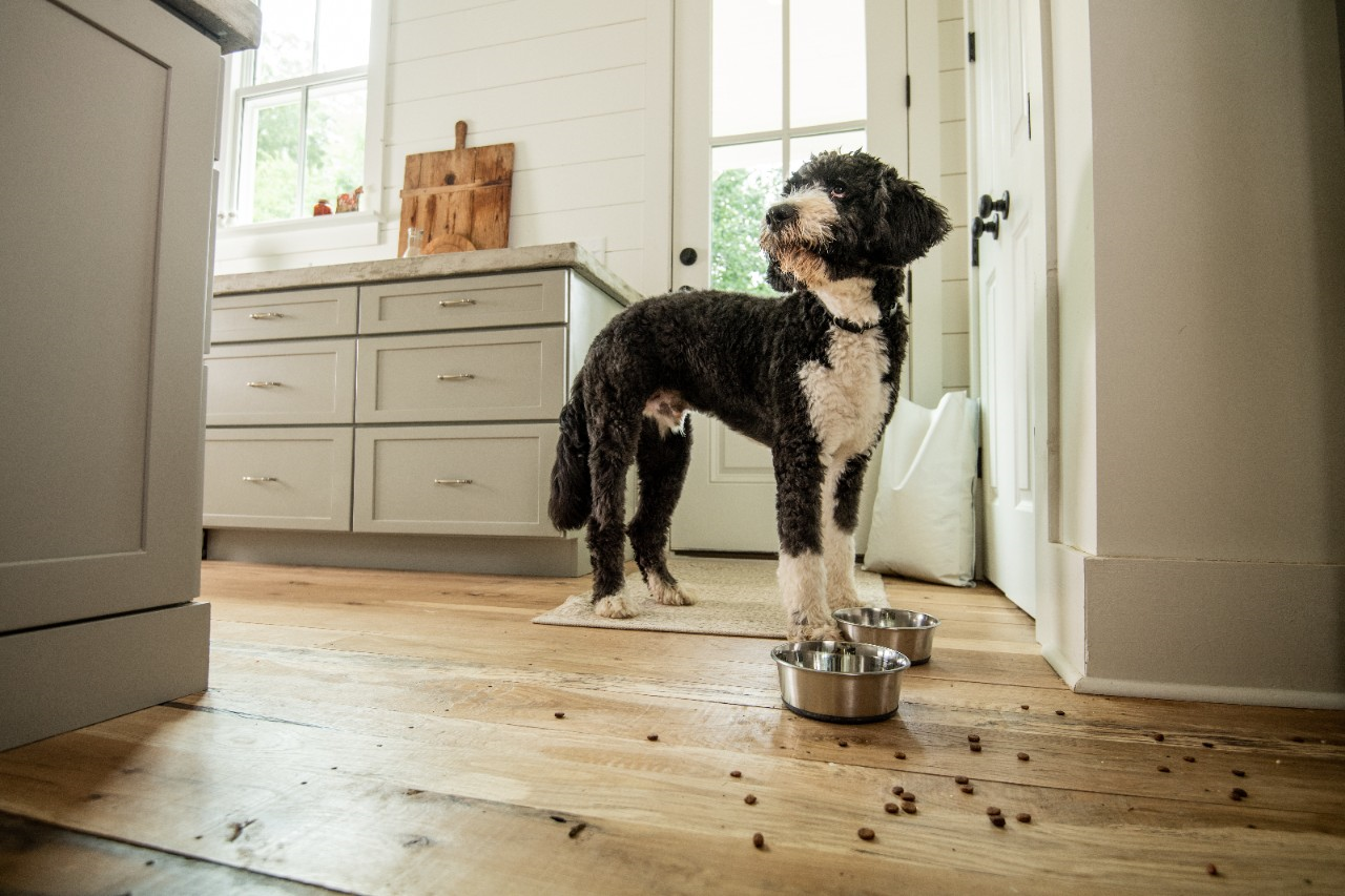 Image of dog standing near food bowls.