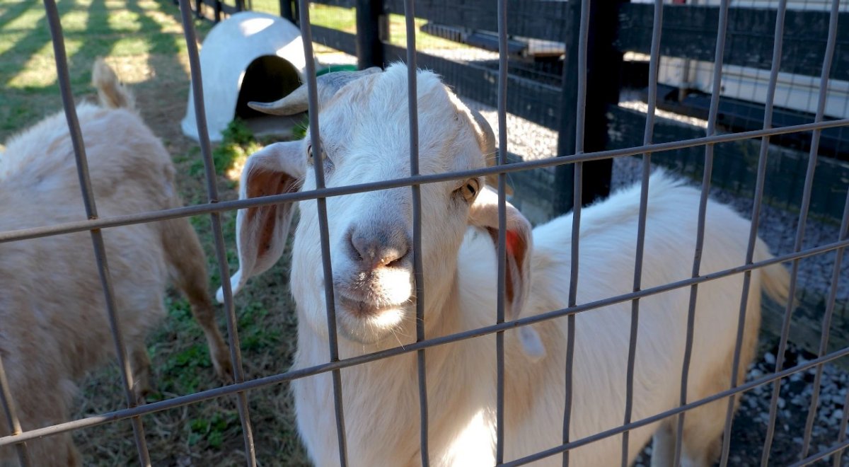 shock collars for goats