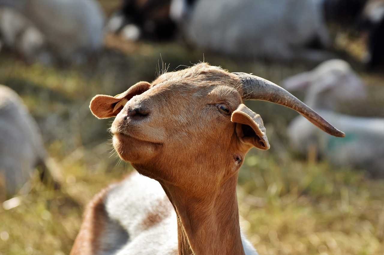 Image of a Spanish goat.