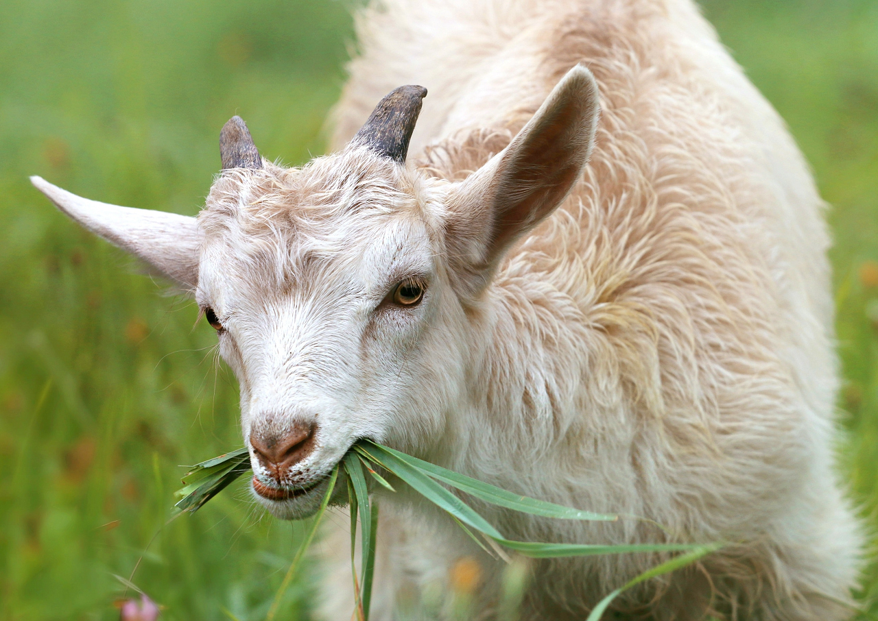 Image of a Tennessee fainting goat.