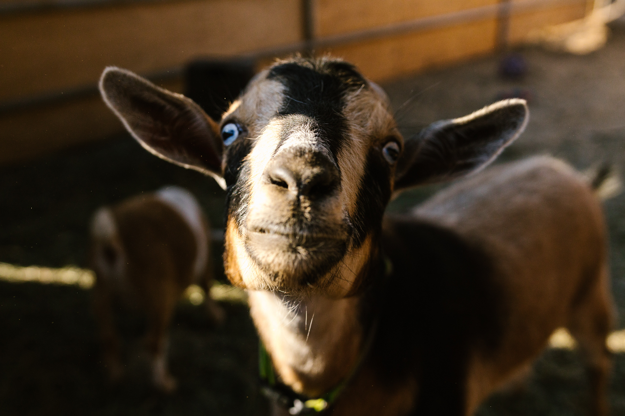 Image of a Toggenburg goat.