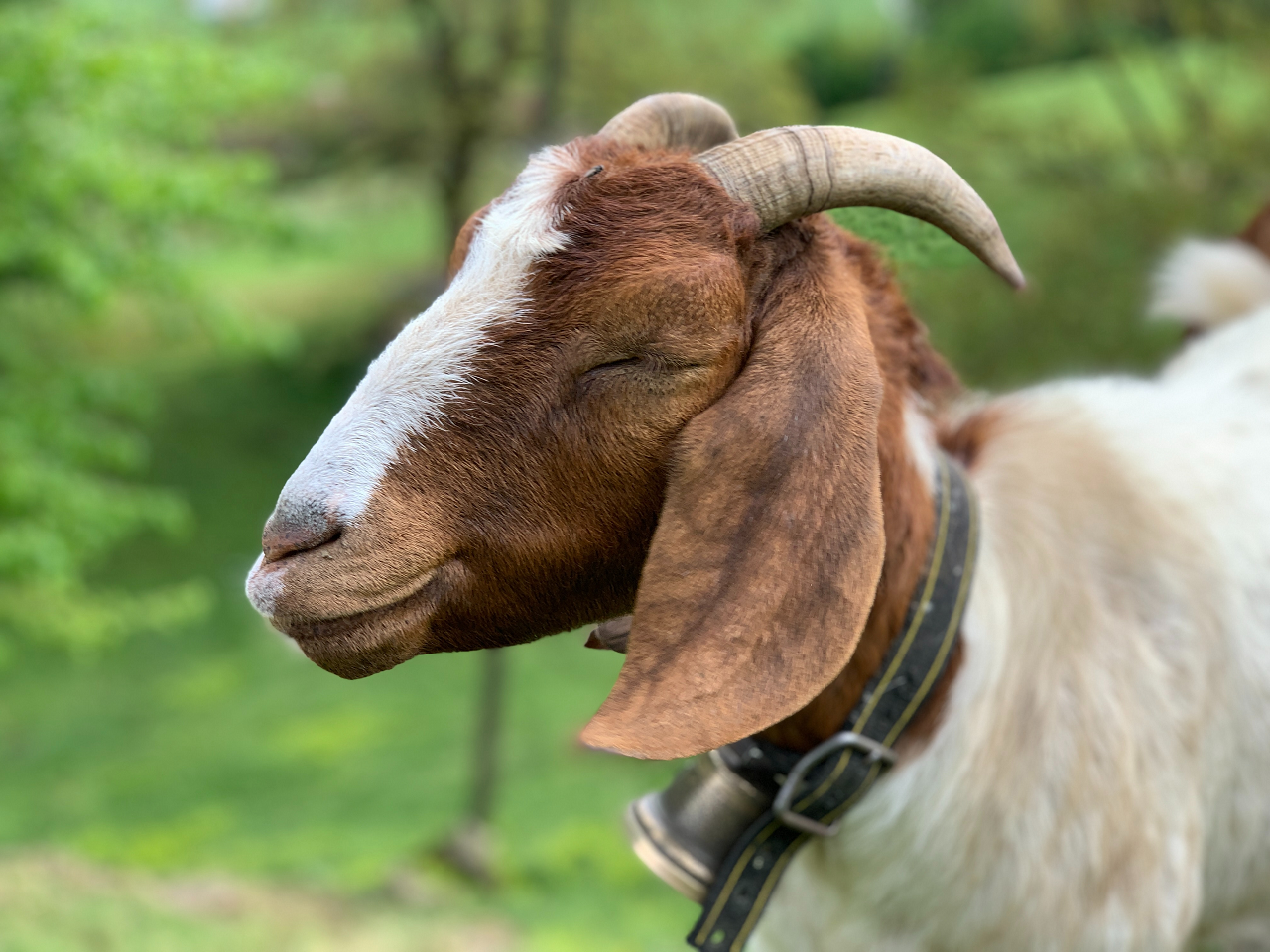 Image of a Boer goat.