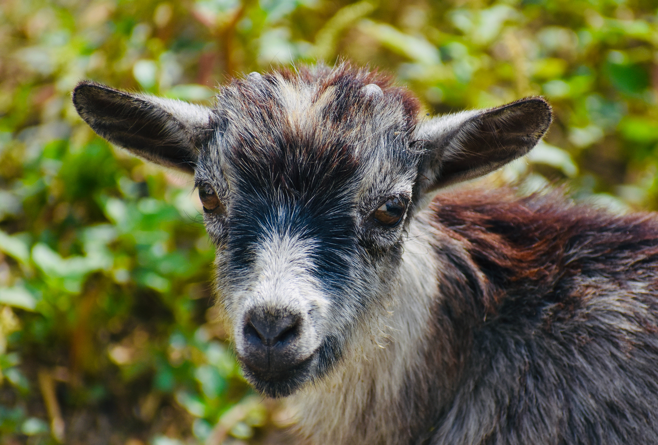 Image of a Pygmy Goat in grass.