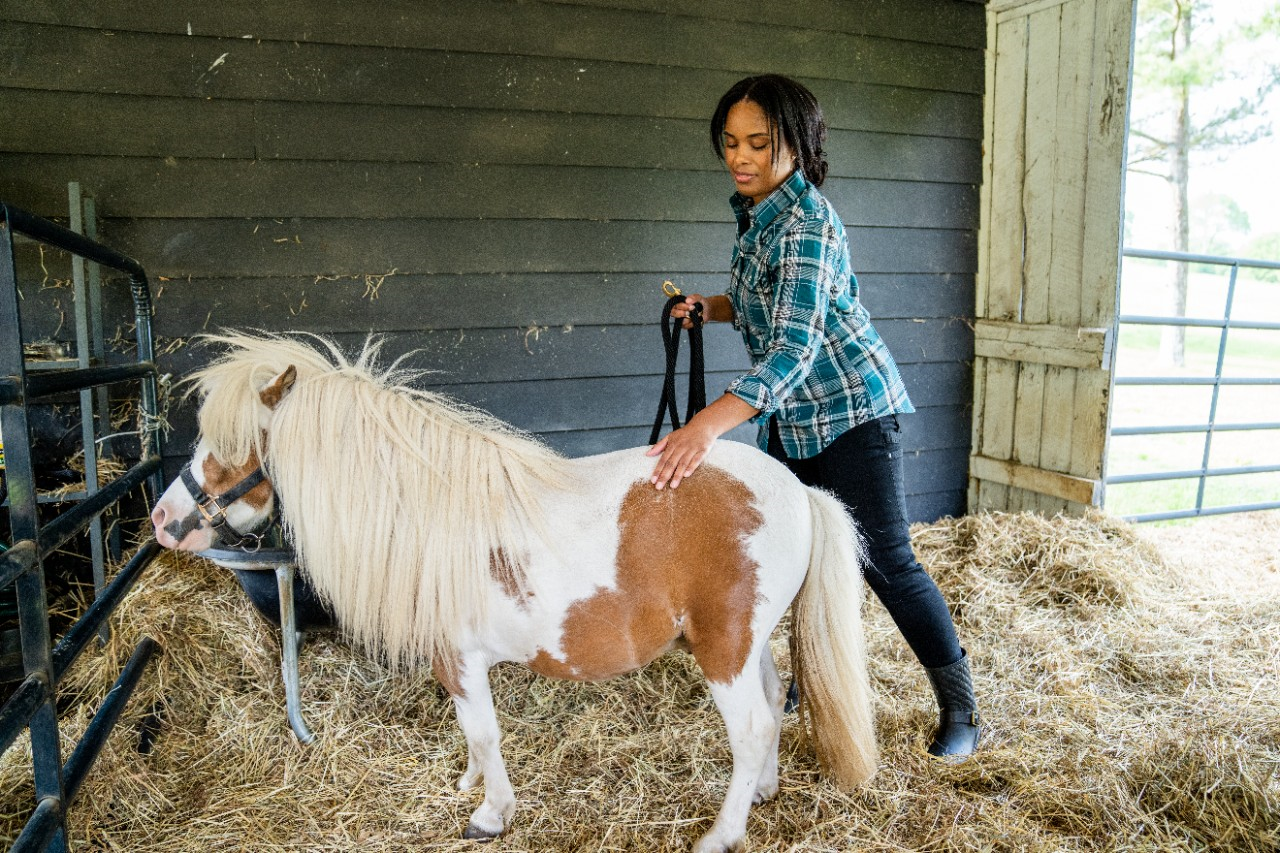 Image of a woman with a mini horse in a stall.