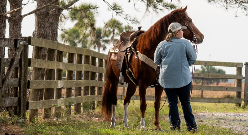 Hernias in Horses: Types, Risks and When Surgery Is Needed