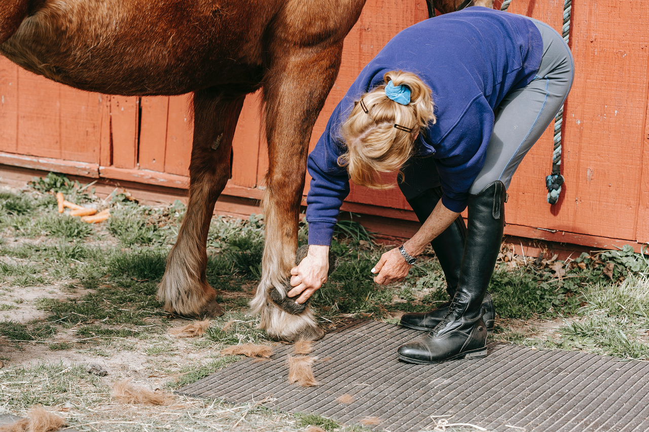 Image of someone checking a horse's hoof.
