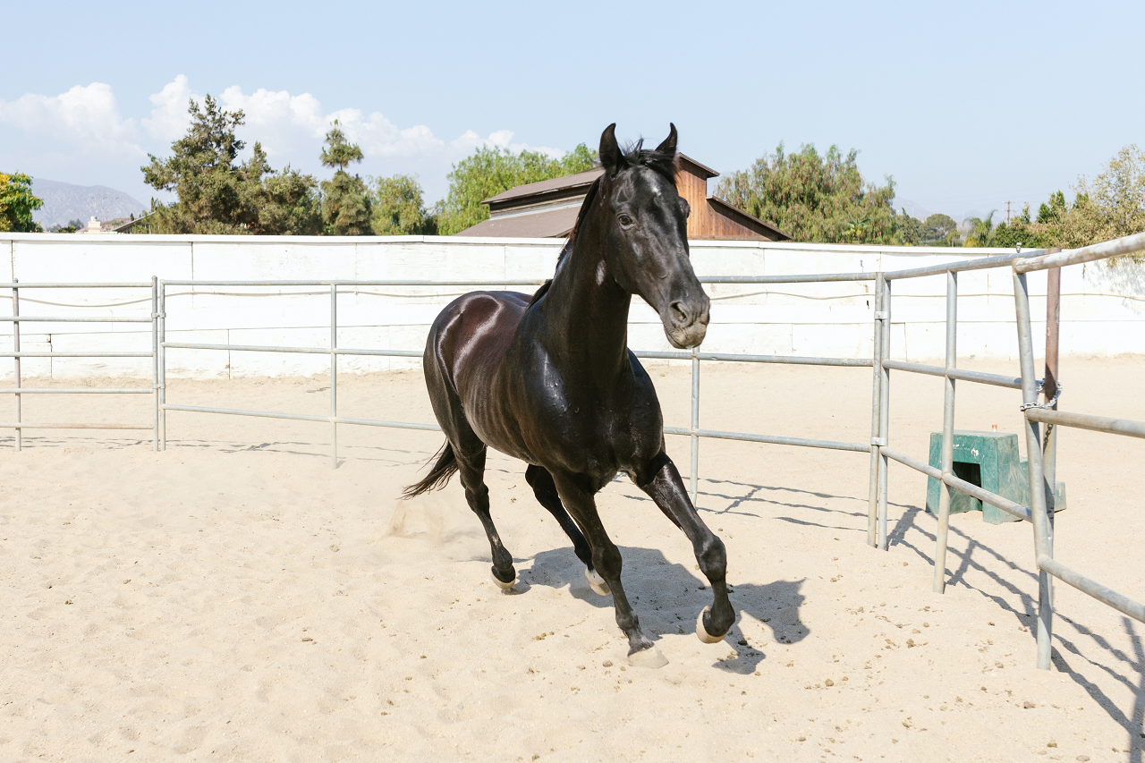 Image of a black horse running in a horse arena on sand.