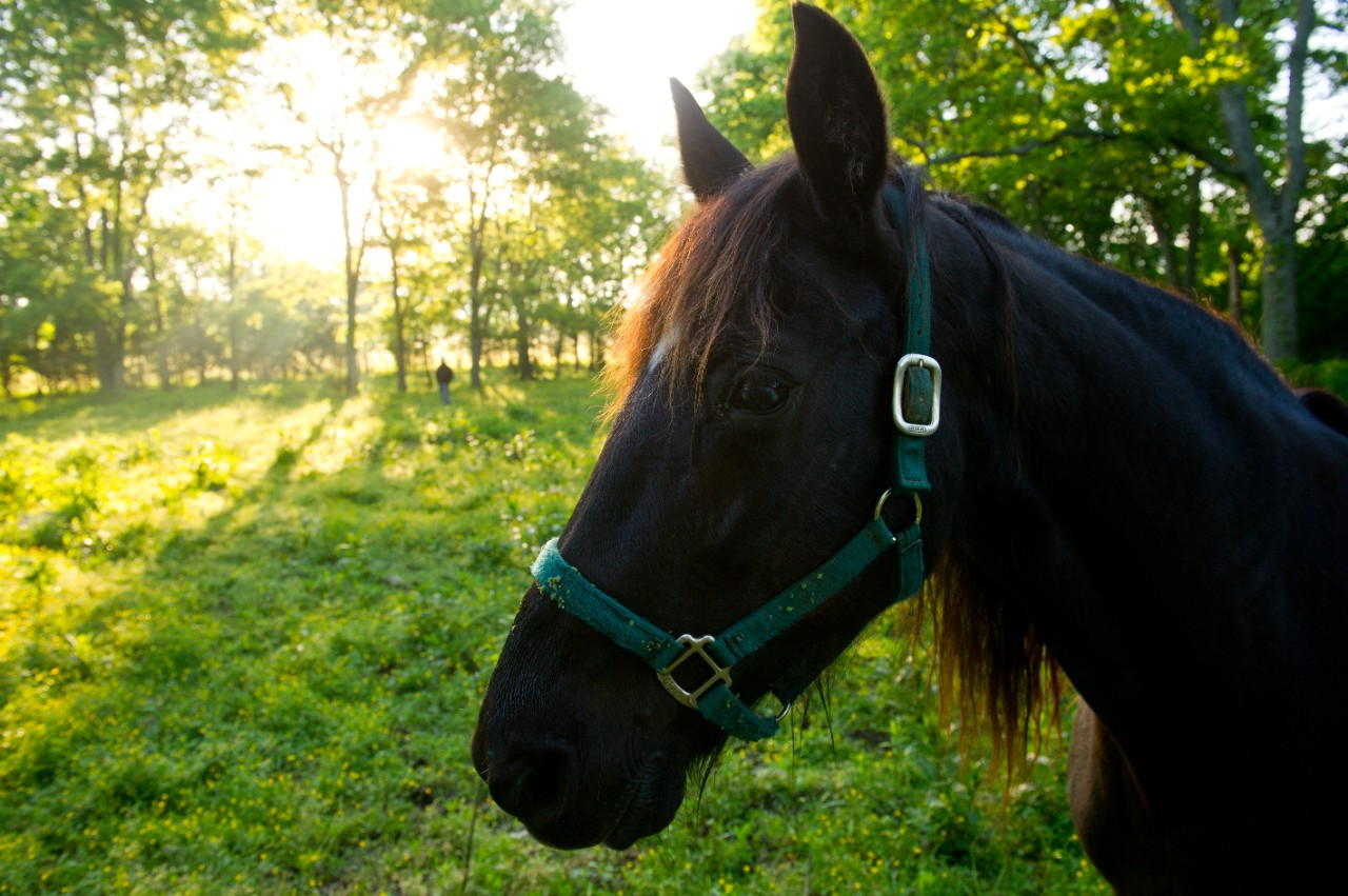 Image of a black horse in a pasture.