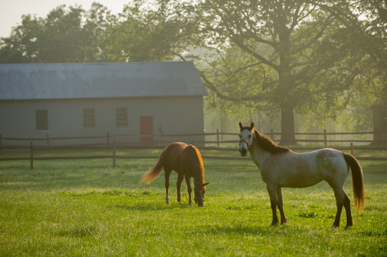 Image of two horses in a fenced-in pasture.